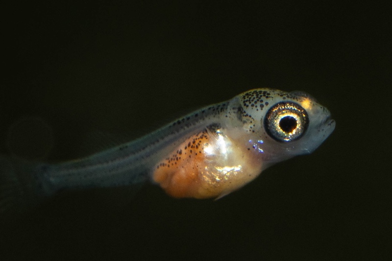 Haplotaxodon microlepis 'Cape Kabogo'